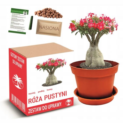  Komplet za gojenje bonsajskega drevesa DESERT ROSE