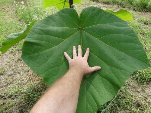  Semena Paulownia Shan Tong 100 kom