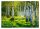 Fototapeta BREZA GOZD 3D Birch Trees 368x254