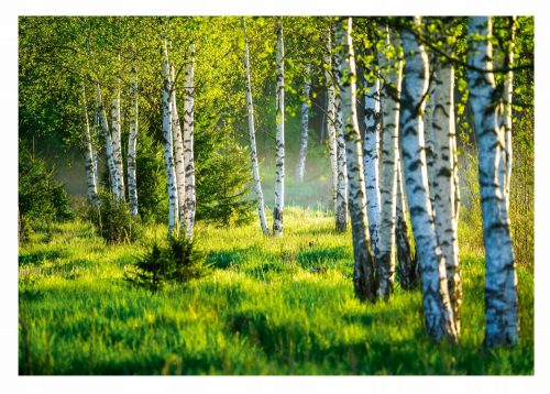 Fototapeta BREZA GOZD 3D Birch Trees 368x254