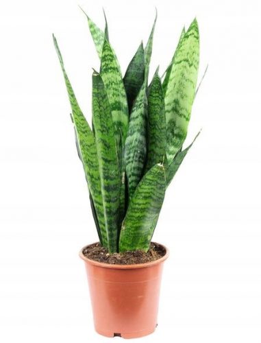  Sansevieria Zeylanica Sansevieria Kačja rastlina