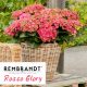  GARDEN HYDRENSION REMBRANDT ROSSO GLORY ~ 3 leta