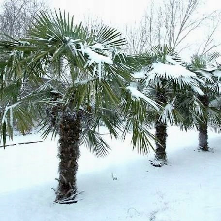  Trachycarpus Fortunei semena Poljska