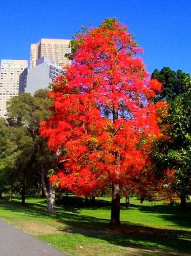  Ameriški jantar Liquidambar ColorfulIn Autumn