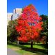  Ameriški jantar Liquidambar ColorfulIn Autumn