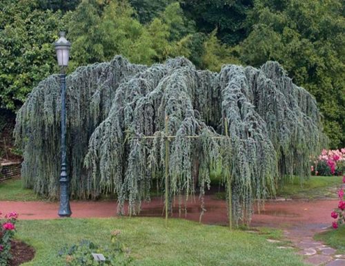  Sadike libanonske cedre Glauca Pendula P9