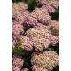  Yarrow SKYSAIL SVETLO ROZA Novo! miniaturni