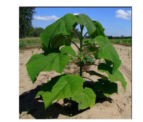 PAULOWNIA OXYGEN TREE NAJHITREJE RASTOČA SEDMICA SEDMICA