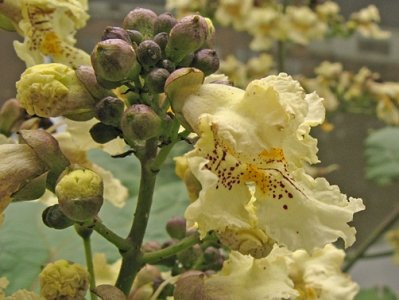  C5 RUMENOCVETNA CATALPA CATALPA 130-150 CM.