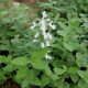  Catnip Faassena White Flowers Velika sadika