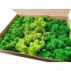 Reindeer Crab Moss 3 barve MIX Premium