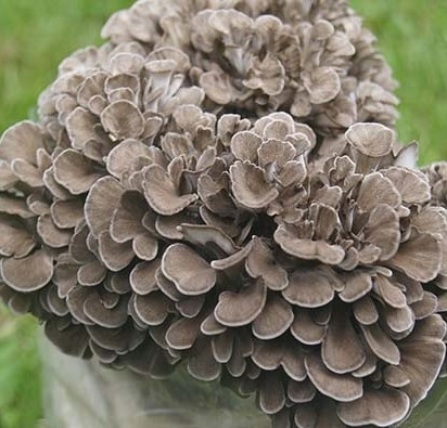  MAITAKE micelij pripravljen substrat 3 kg