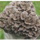  MAITAKE micelij pripravljen substrat 3 kg