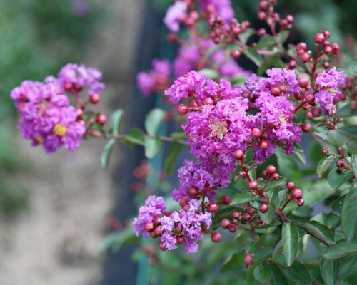  LAGERSTROEMIA VIJOLIČNO SIJAVNA Brez poldneva P9