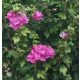  Vrtni hibiskus Sirski hibiskus DUC DE BRABANT Hibiskus v loncu 2L-C2