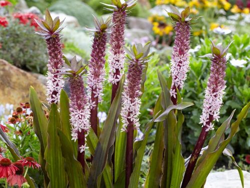  EUCOMIS | EUCOMIS | 'INDIJANSKO POLETJE' | 1 kos.