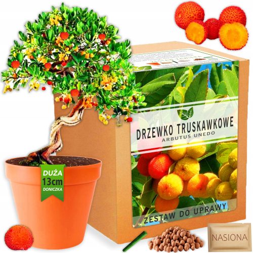  Komplet za gojenje rastlin s semeni bonsajev Strawberry Tree