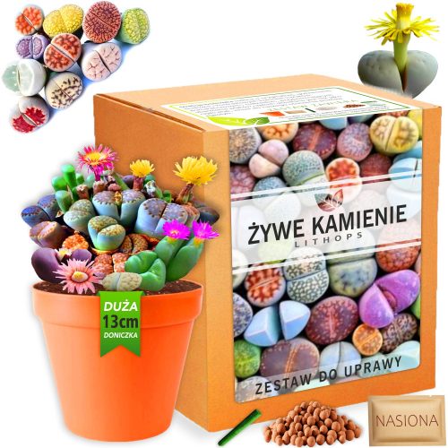  Set za gojenje rastlin Living Stones LITHOPS semena sukulent Barve