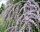  ZVITANOLISTNI BUDDLJA UNIKAT PBR Buddleja alternifolia SEMENSKE P9