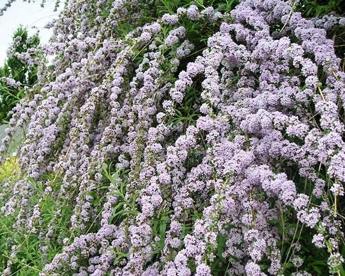  ZVITANOLISTNI BUDDLJA UNIKAT PBR Buddleja alternifolia SEMENSKE P9