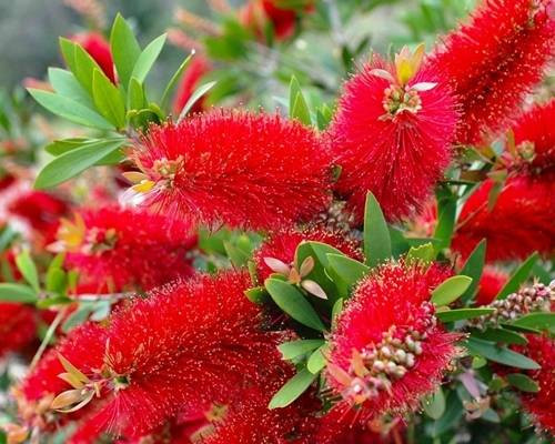  RDEČI MUFELJ Callistemon citrinus Splendens SEJANJE V POSODO P9