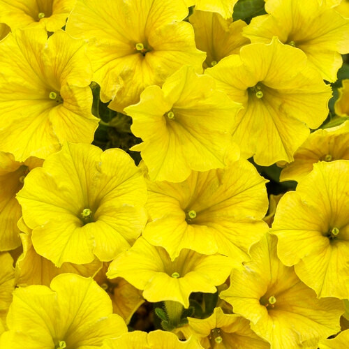  Petunije Supertunia Mini Vista Yellow