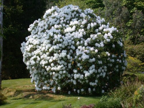  Sadike belih rododendronov in azalej v posodi 0,5-1l 30-40 cm