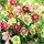  HELLEBORUS MIX sadike 3 kom + GRATIS