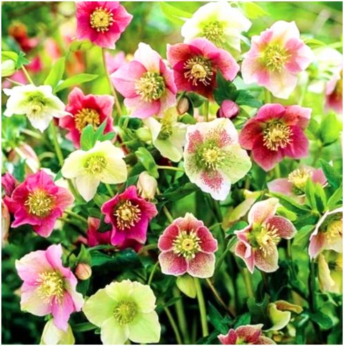  HELLEBORUS MIX sadike 3 kom + GRATIS