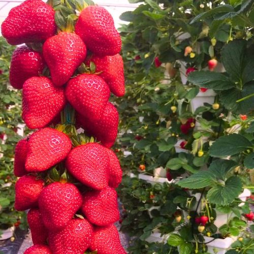  Gozdne jagode in jagode Strawberry Selva NAJBOLJ SLAJKE VEZAJOČE VISEČE PONOVNE VELIKE SEDENICE 10 kom sadika z golimi koreninami 5-10 cm.