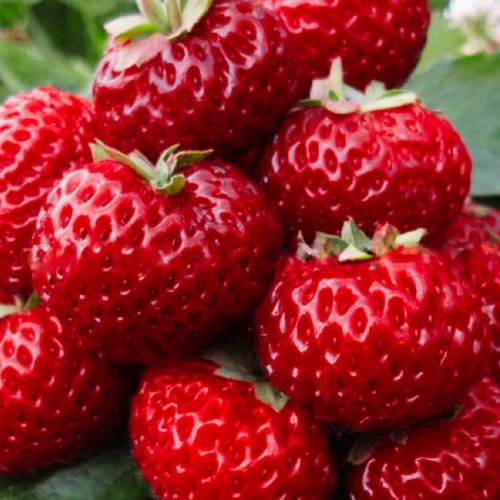  Gozdne jagode in jagode Raspberry Strawberry FRIGO 10 kom, sadika z golo korenino 5-10 cm