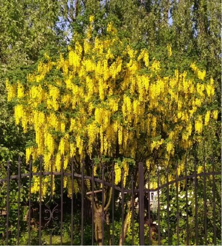  Laburnum Vossia zlati dež največji cvet do 50 cm dolg Z BRSTI