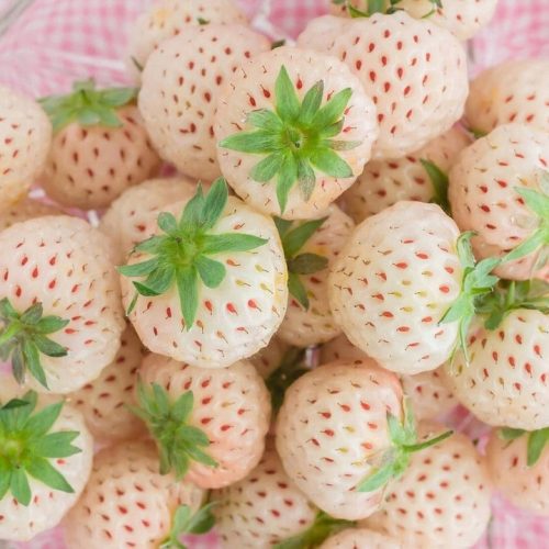  Gozdne jagode in jagode WHITE PINEAPPLE STRAWBERRY PINEBERRY VERY SWEET FRIGO SEDENJE JAGODE 10 KOS KLASA A sadika z golo korenino 15-30 cm.