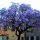  OXYTREE PAULOWNIA Shan Tong Hybrid BLUE IMPERIAL TREE OF HAPPINES