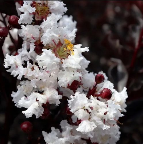  Lagerstroemia Black Diamond - Pure White white P9