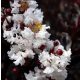  Lagerstroemia Black Diamond - Pure White white P9