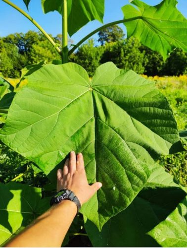  Paulownia Oxytree Garantirano