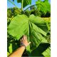  Paulownia Oxytree Garantirano