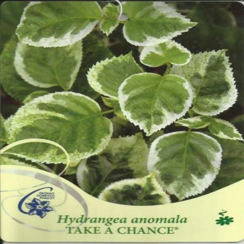  Hortenzija vzpenjavka IZKROMI PRILOŽNOST Hydrangea anomala