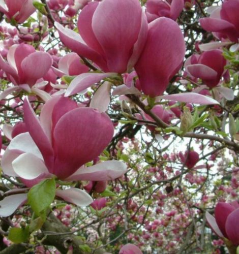  Magnolije in tulipanovci, sadike v posodi 3-5 l, 70-140 cm