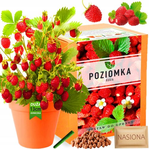  Semena gozdne jagode Rugia 275 g