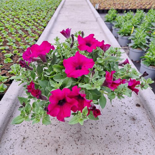  Petunia Hybrida Purple sadika v 2-3 litrski posodi