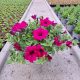  Petunia Hybrida Purple sadika v 2-3 litrski posodi