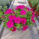  Sadika Petunia Hybrida Hot Pink v 2-3 litrski posodi