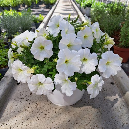  Petunia Hybrida Pearl White sadika v 2-3 litrski posodi