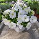  Petunia Hybrida Pearl White sadika v 2-3 litrski posodi