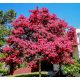  Lagerstroemia Indica Pink Najdlje cvetoči grm Lagerstromia SEADINA