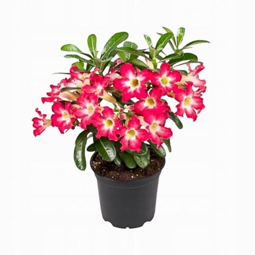  ADENIUM OBESUM sadika v 1-2 litrski posodi