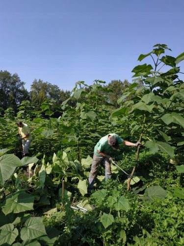  Mala CARP Paulownia Oxytree Garancija za kisikovo drevo