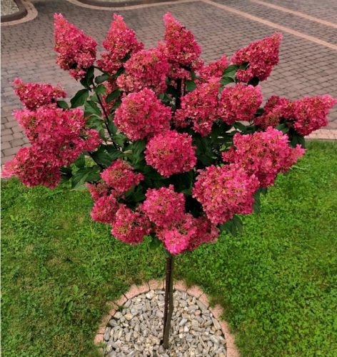  HORTENSIA FRAISE MELBA ROZA-RDEČA na deblu Hydrangea Tree 90-110cm